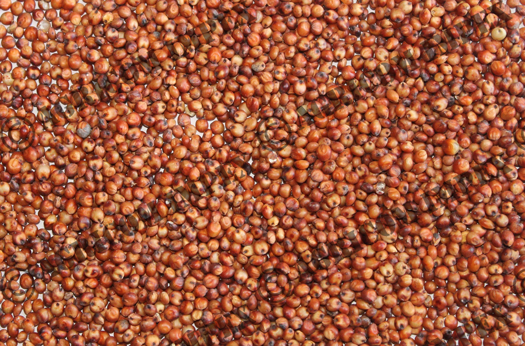 Red Sorghum